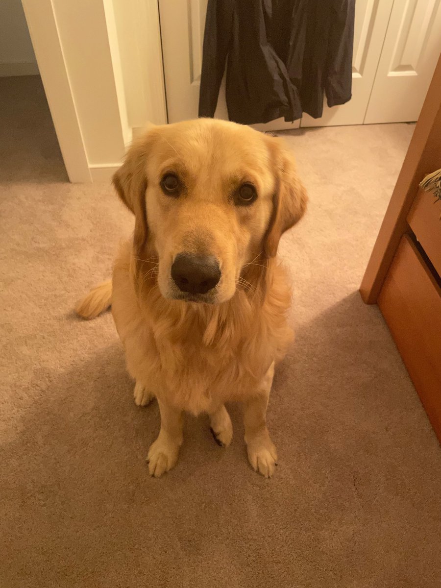 estewart0715's tweet photo. The sad face of a guy who watched me lock my suitcase and then laid on my shoes so I couldn’t put them on to go home #poorpup https://t.co/FH0VRjI7eV