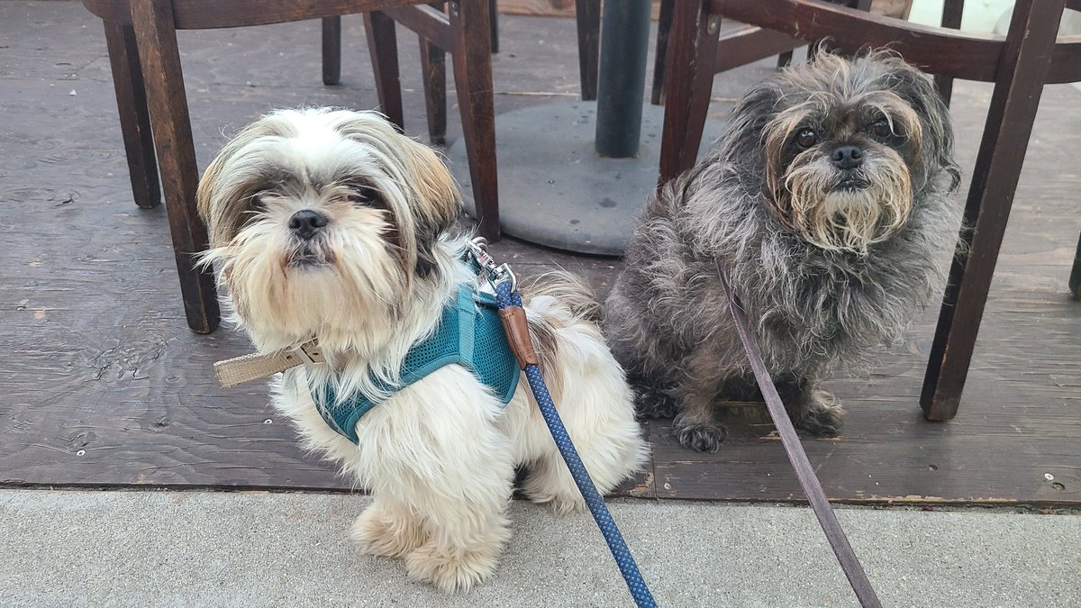 karidlane's tweet photo. Had a fun evening hanging out with @MinaMakesMagic in #Carpinteria. This was the first time my Fizzgig and her Teddy met - cute furry "cousins" 😍

#dog #dogsoftwitter #beachlife https://t.co/XxpenHuu3D