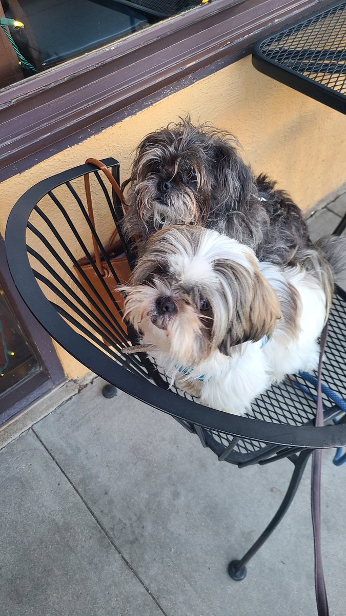 karidlane's tweet photo. Had a fun evening hanging out with @MinaMakesMagic in #Carpinteria. This was the first time my Fizzgig and her Teddy met - cute furry "cousins" 😍

#dog #dogsoftwitter #beachlife https://t.co/XxpenHuu3D