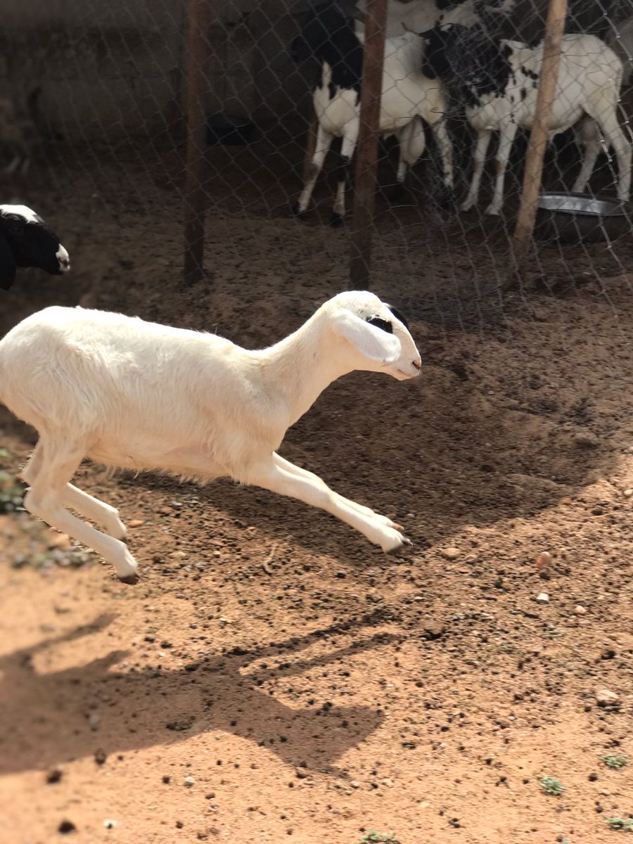 InvestmentTsc's tweet photo. Sheep breeding operations _ #livestock #investment #Animal #Husbandry https://t.co/aCC8wY2PFB