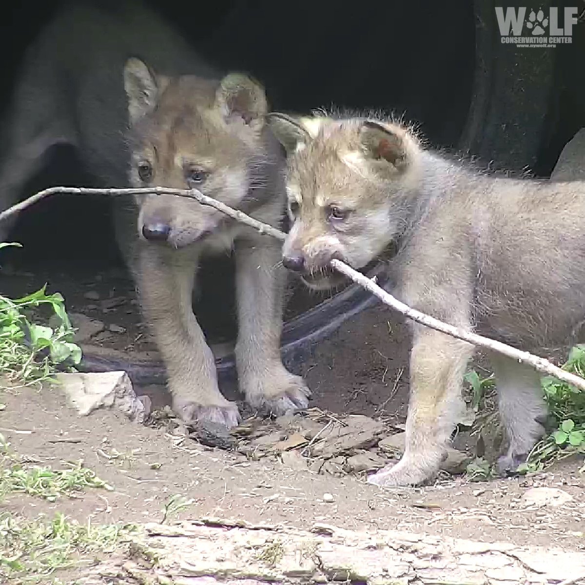 Wolf Conservation Center 🐺 tweet media