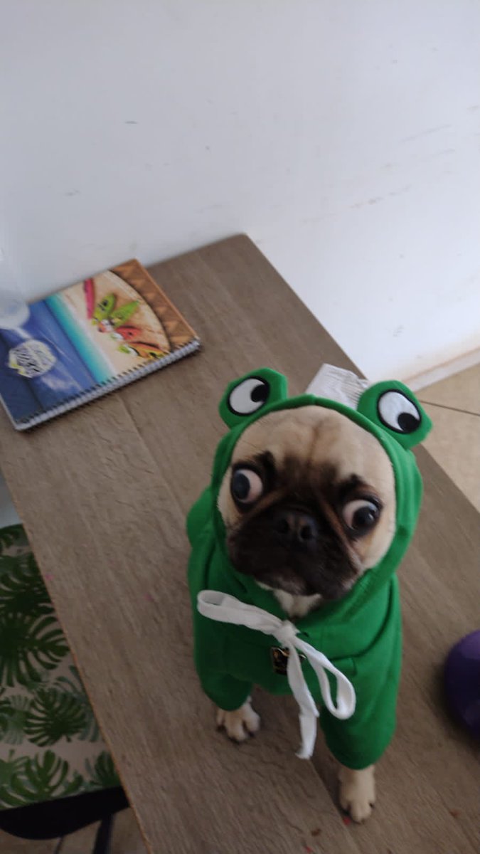 paolavbaggio's tweet photo. E o cachorro do meu primo que eh igual a roupa dele https://t.co/FIJu2BTrY2