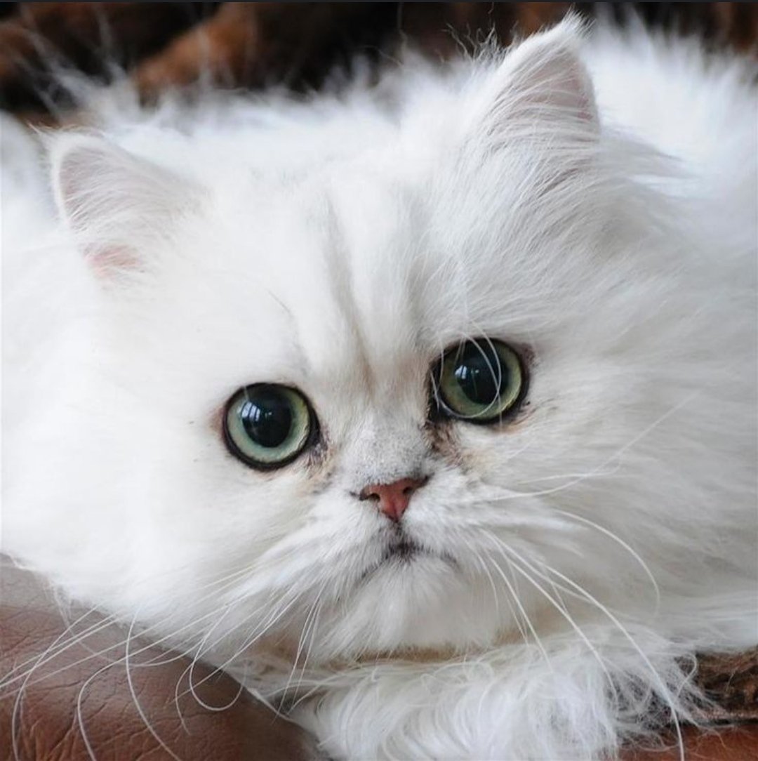Персидская шиншилла кошка