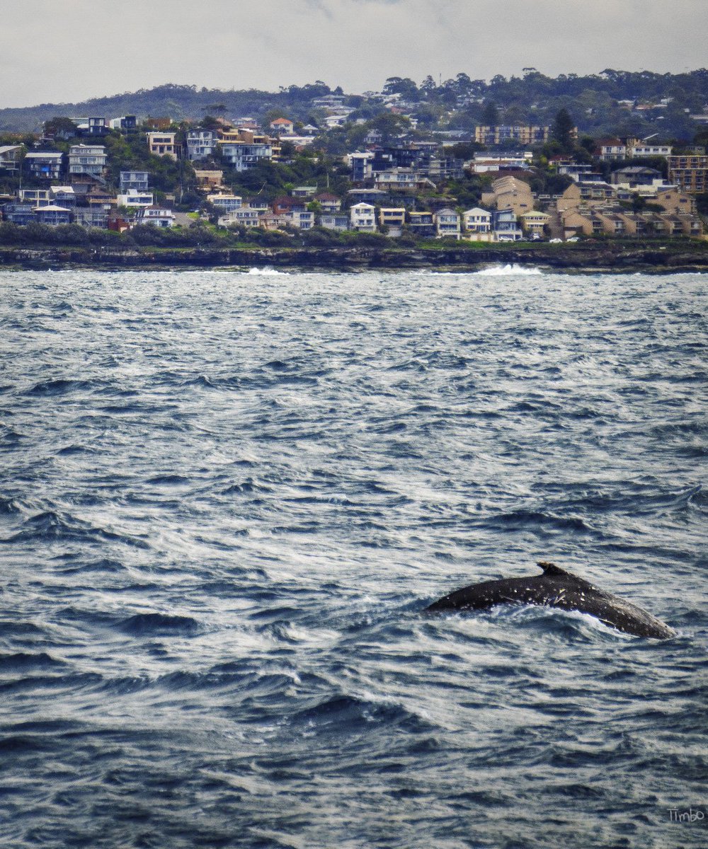 Houses and Humpback.

#animals #whales #Australia