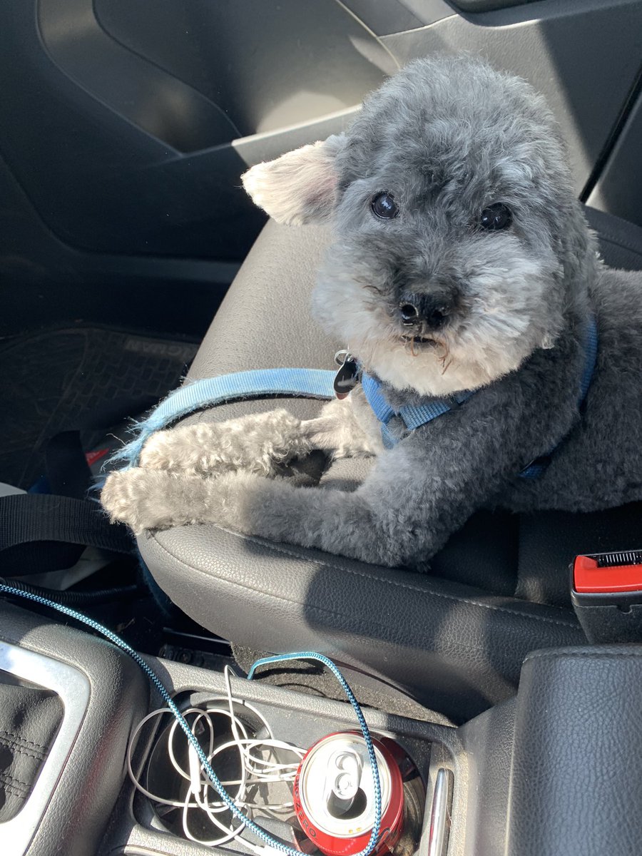 diana_kennedy's tweet image. Only got two auditions done today before a reading tonight because my dog kept crying from behind my office door. Can’t stay mad at this face though. #voiceactor #voiceactorproblems