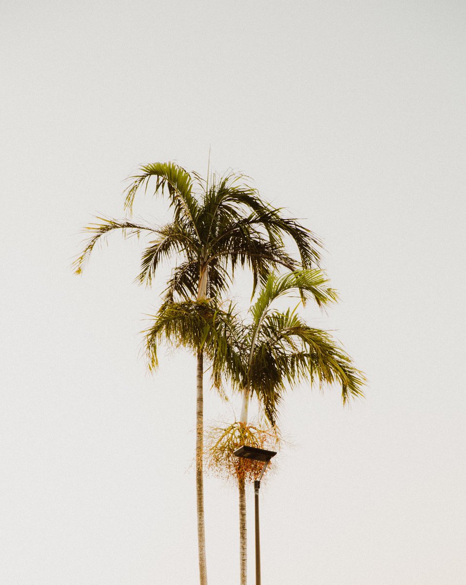 BrandonBoot's tweet image. some recent palm tree favourites.
#photography #PhotoOfTheDay