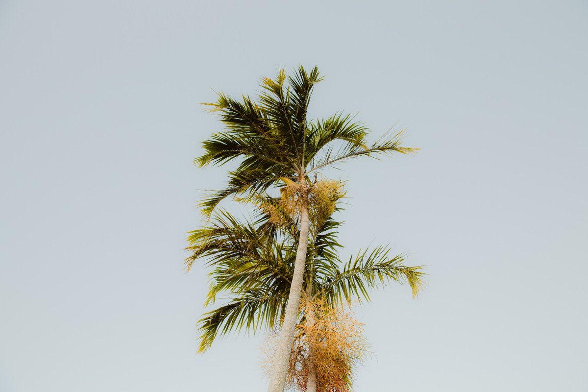 BrandonBoot's tweet image. some recent palm tree favourites.
#photography #PhotoOfTheDay