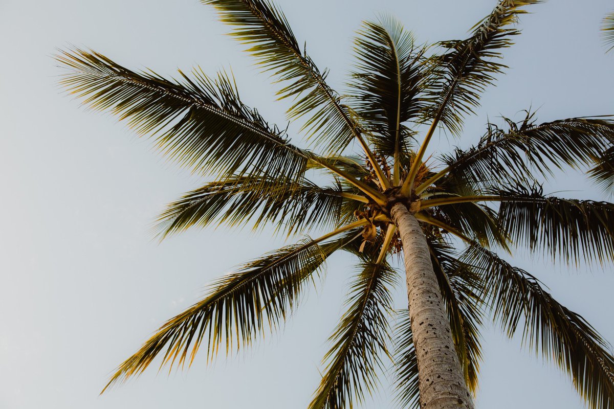 BrandonBoot's tweet image. some recent palm tree favourites.
#photography #PhotoOfTheDay