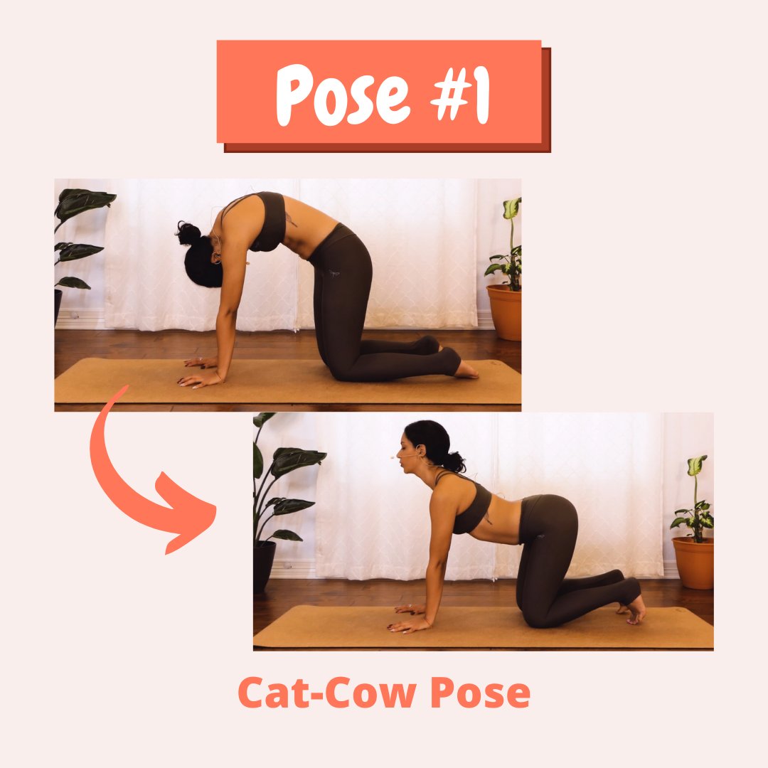 Athletic Asian Woman in Sportwear Practice Yoga Cat Cow Pose To Meditation  at Home Stock Photo - Image of meditation, happiness: 190249360