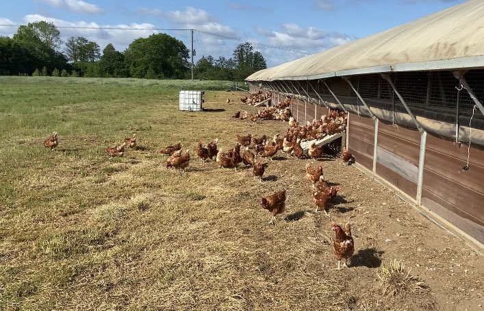 Sometimes we forget to share the good news, as of 02.05.22 free range chickens were allowed back out doors and after a few weeks of tentative venturing our girls are raring to go every morning and basking in the sunshine ☀️❤️🐓❤️🥚🌱🙏 instagram.com/p/CePH0FRK-Wh/…