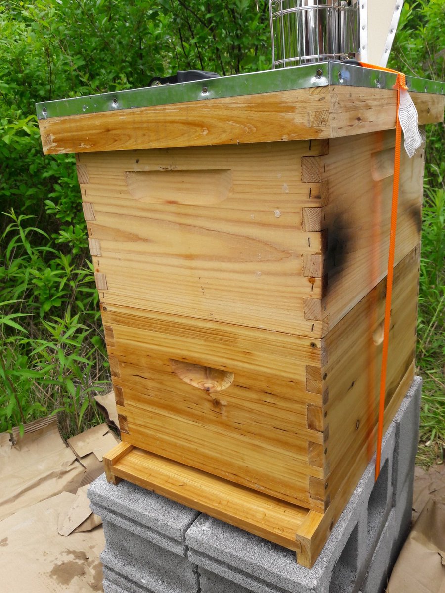 Klr_Buns's tweet image. Bee update ... added a second hive box last week ... need to take a peak and see if it&apos;s time to add a super!
#savethebees #beginnerbeekeeper #alwayslearning