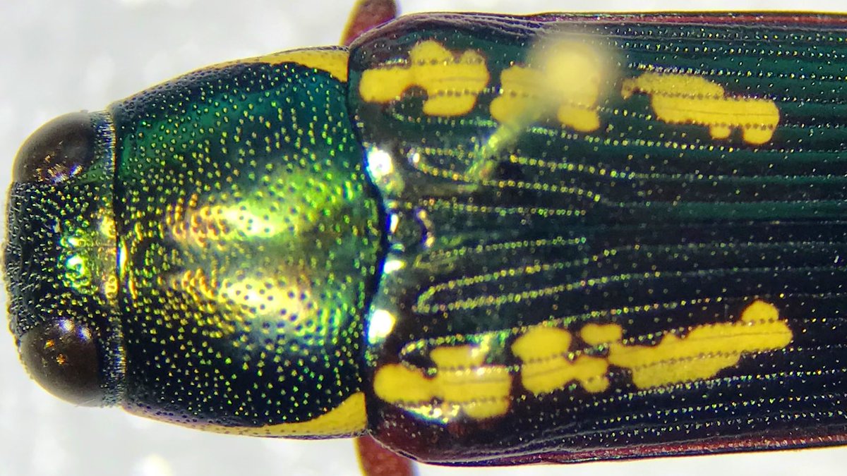 scottpegan's tweet image. A beautiful Buprestid #beetle found in southeast Texas. #WTFevolution?