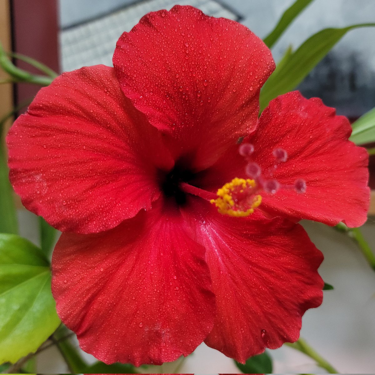 AManitoulin's tweet photo. #hibiscus #red #ReallyRed #HousePlants https://t.co/OKcL6zA6z8