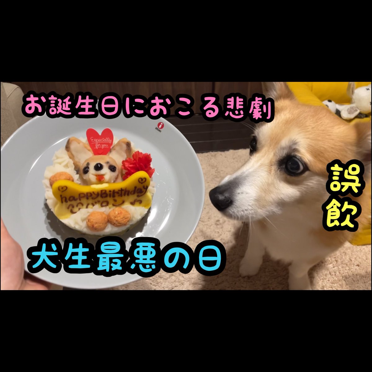 atmurnduke's tweet photo. 11歳のhappyな誕生日が最悪の日になってしまいました。 #corgi #コーギー #いぬ #誤飲 https://t.co/e3fjwXVSJa @YouTubeより https://t.co/GOWKaQH2TZ
