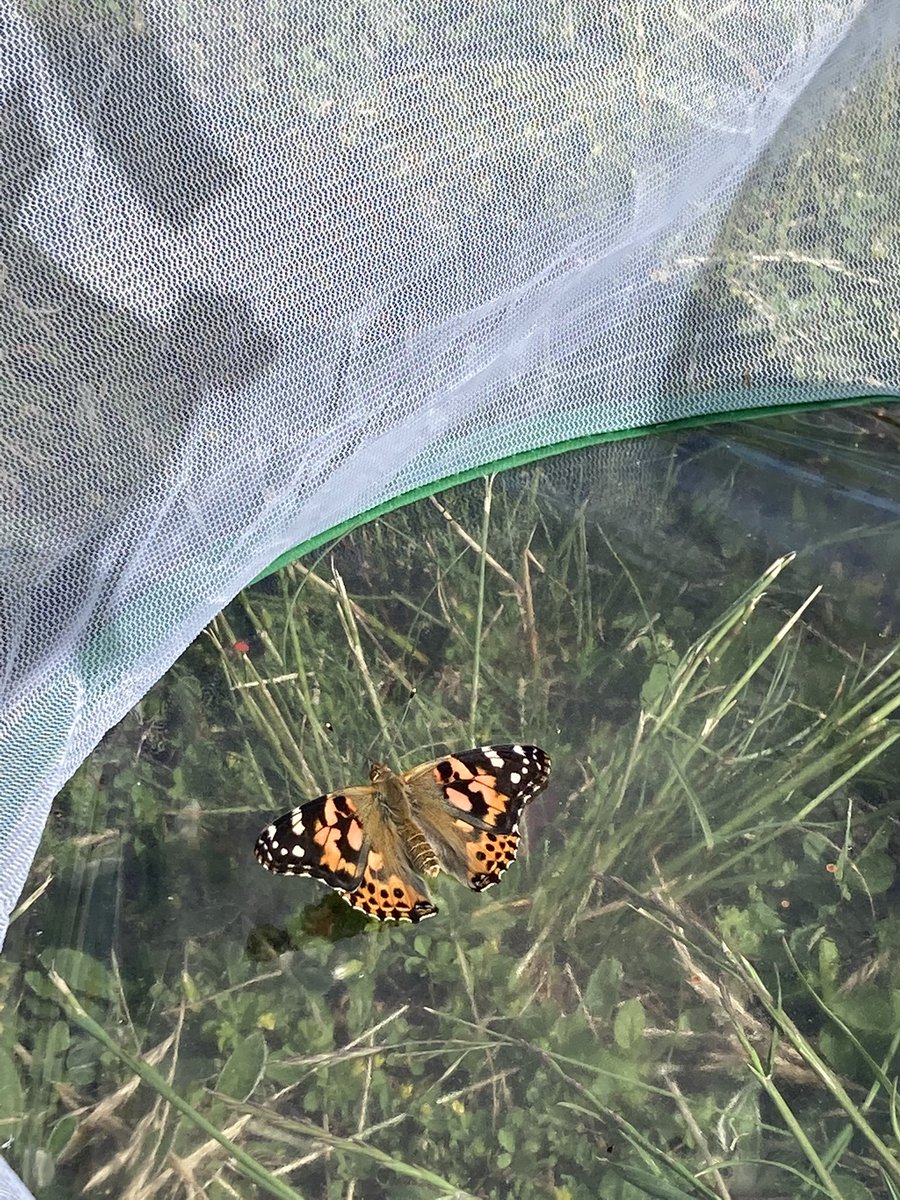 MissVictoria tweet media