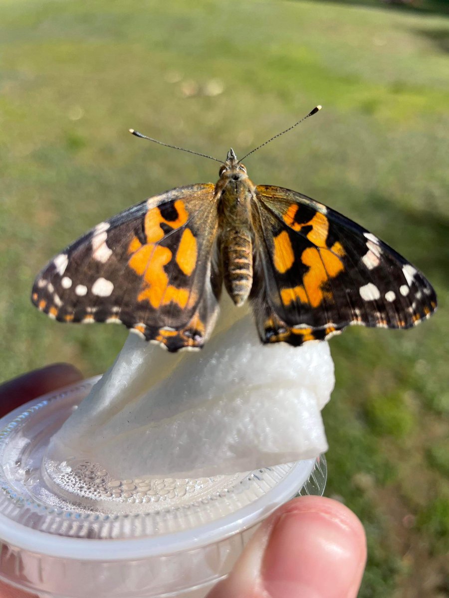 MissVictoria tweet media