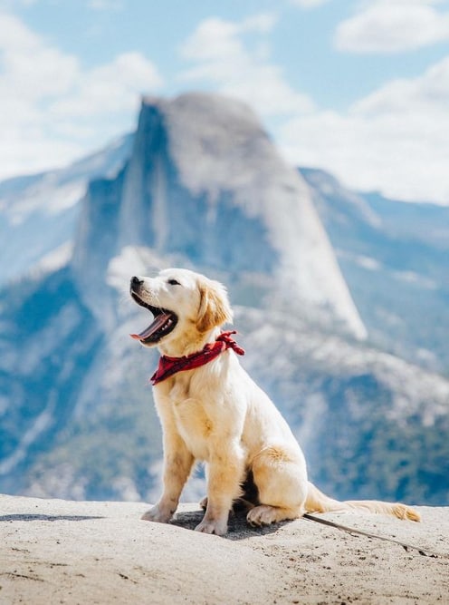 Some people don't know what human beings are, even beasts