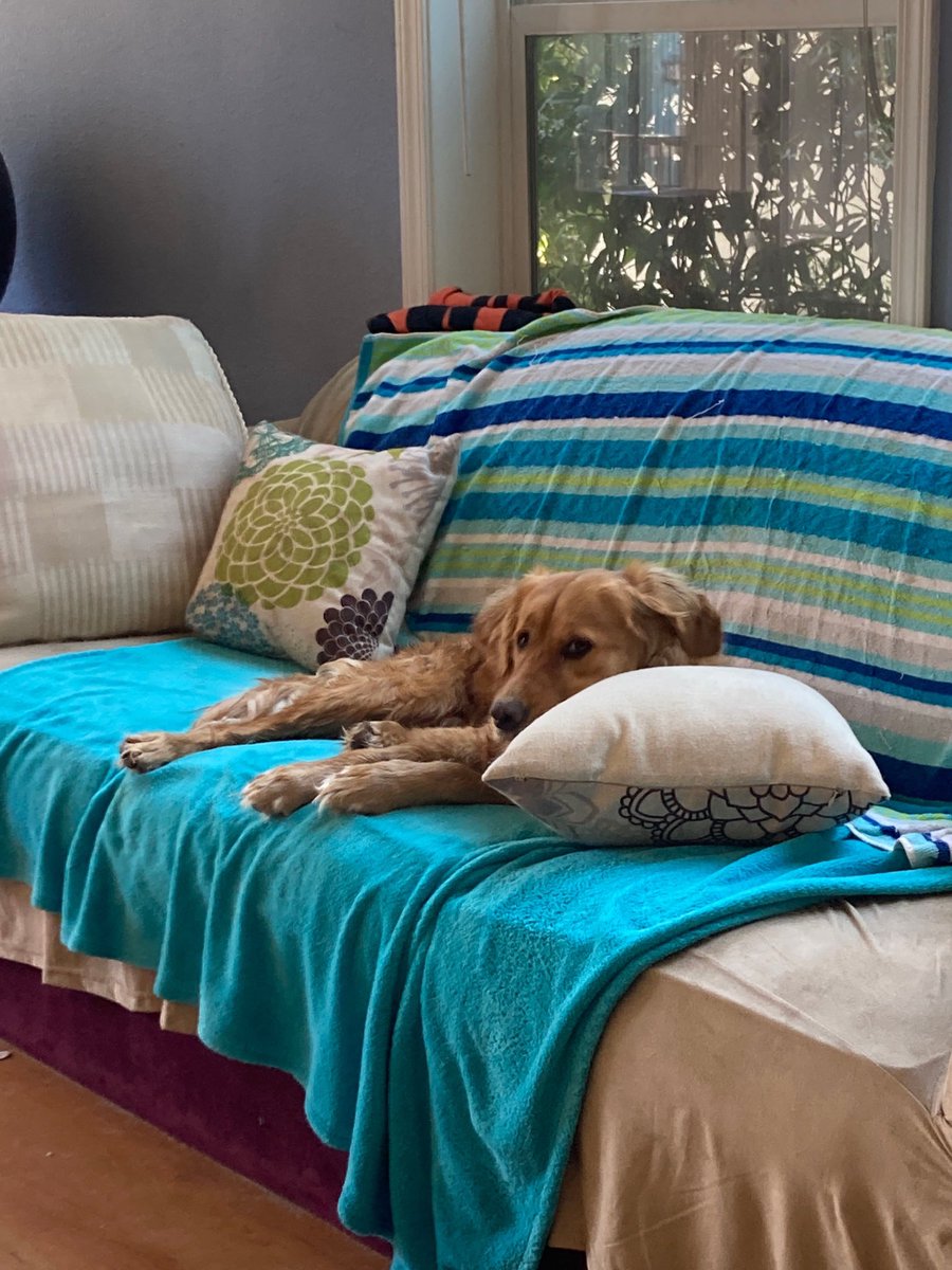 FindingDory831's tweet photo. My Happy Nappy Spot… just right with my pillow! #mypillow #puppylove #spoiled #cuddles #goldenretriever #naptime #happy  #dogsofinstagram #dogsoftwitter https://t.co/jgTnQEFMwN