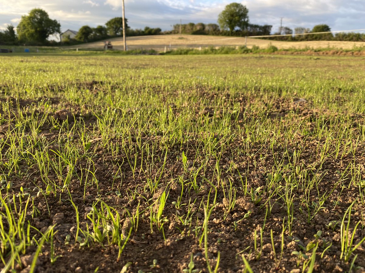 kate_mc_c's tweet photo. Practicing what we preach 🌱 6 - species MSS sown two weeks, and hopefully fit to graze in another month or so. https://t.co/XgznRB6HEu