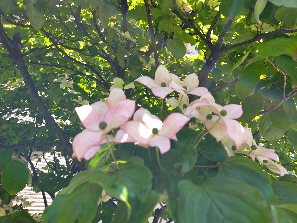 cryptoskeleton1's tweet image. gm〜