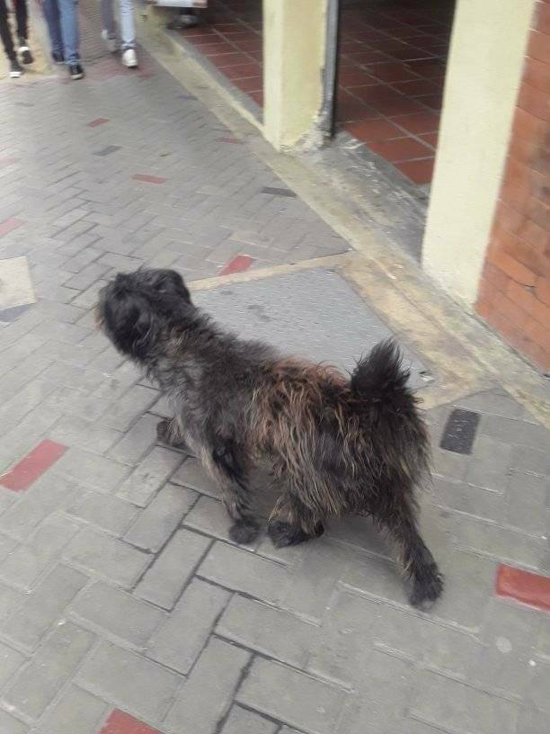PerroUsuario's tweet photo. RT @volknsoni: Casos de terceros: Perrito perdido por la Avenida Urdaneta Ccs Se encuentra desesperado esta por el Banesco cerca del Ministerio de Relaciones Exteriores. No pude resguardarlo debido a que me encontraba trabajando. Dif https://t.co/w30elZD2zC
