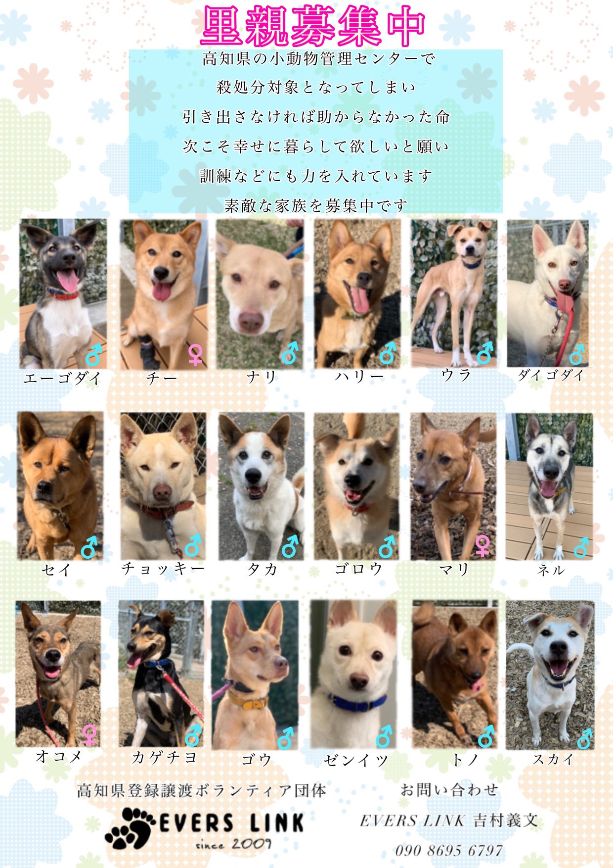 Happiness Freedom アリスハピネス 悲しい思いをする動物が1匹でも減りますように 写真は出戻りの子ではありません よろしくお願いします 高知県 里親募集中 保護犬 保護猫 T Co Lynl5fccha T Co Swvzkzj2oa T Co