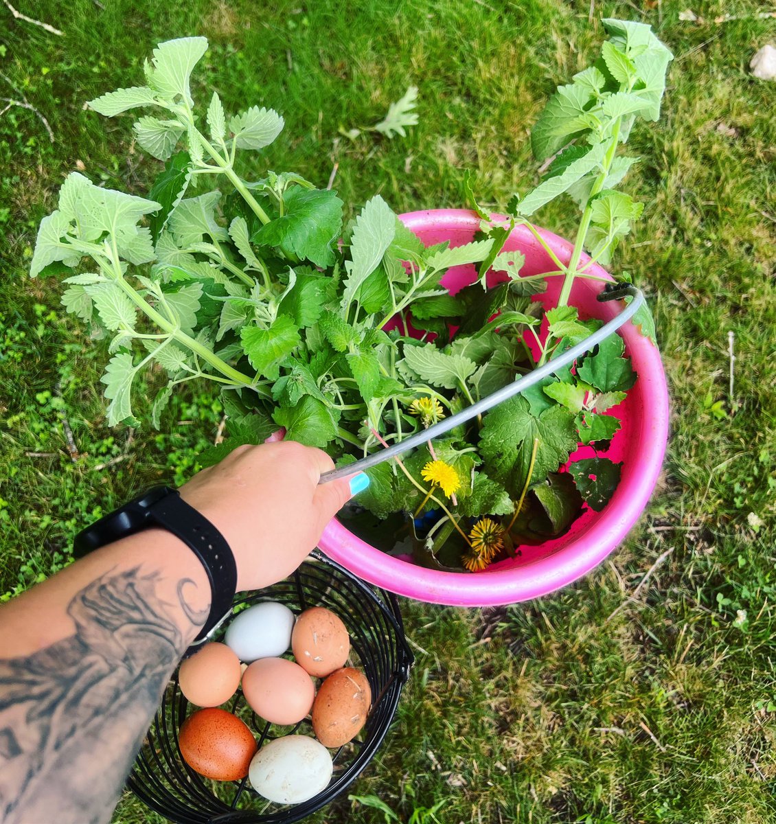 AycockAcres's tweet photo. Our land is so full of beautiful gifts for us. Todays finds: wild catnip, lemon balm, dandelion, lambs ear, and of course eggs! ❤️
#AAFR #farmlife #forage #naturesmedicine https://t.co/c5S7FbnnZm