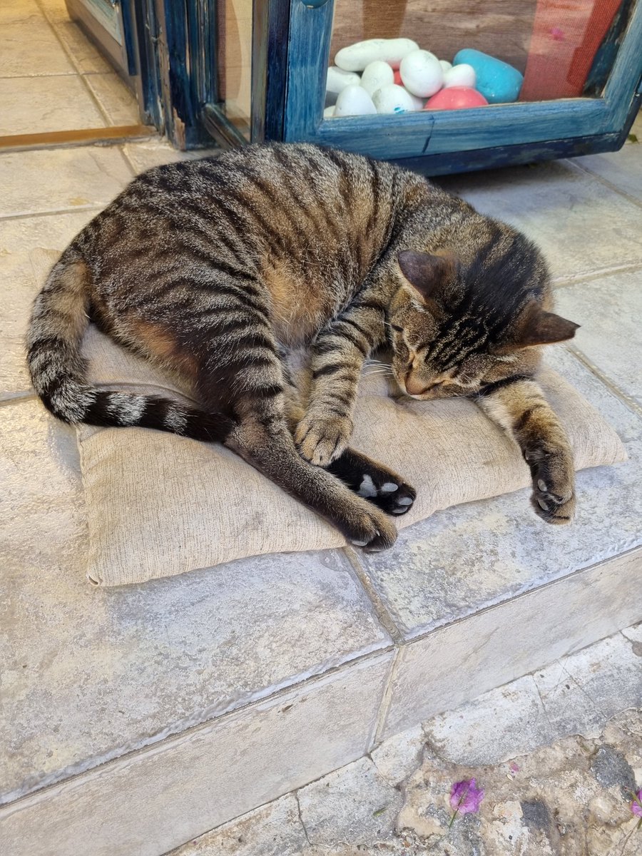 BearcatOlga's tweet image. Good night!
#catlovers #turkishcat