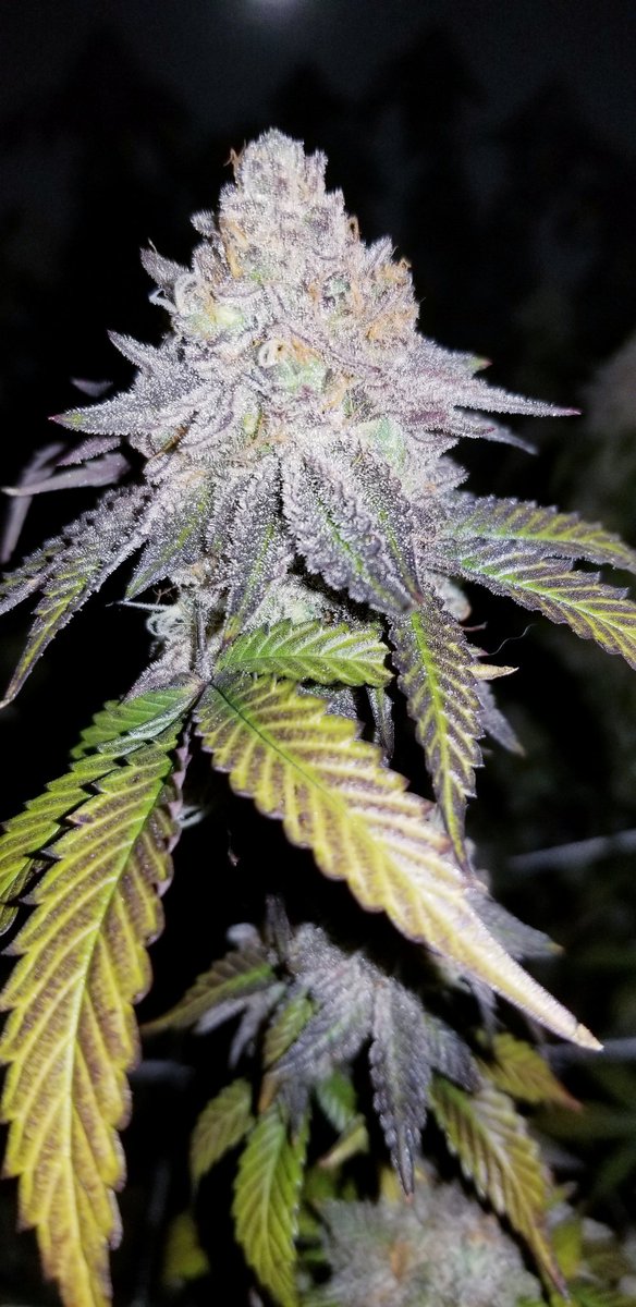 Cvltivation420's tweet photo. Ready to harvest. 👀🤩🤤 @ClvbPatio #weedsmokers #weedlife #weed #420life #OKC #CannabisCommunity #grower #indica #kush #cannabisculture #OklahomaCity #okc420 https://t.co/5OulcYALtk
