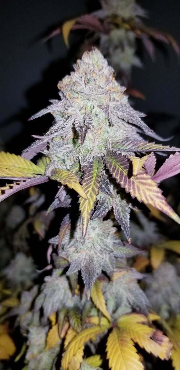 Cvltivation420's tweet photo. Ready to harvest. 👀🤩🤤 @ClvbPatio #weedsmokers #weedlife #weed #420life #OKC #CannabisCommunity #grower #indica #kush #cannabisculture #OklahomaCity #okc420 https://t.co/5OulcYALtk