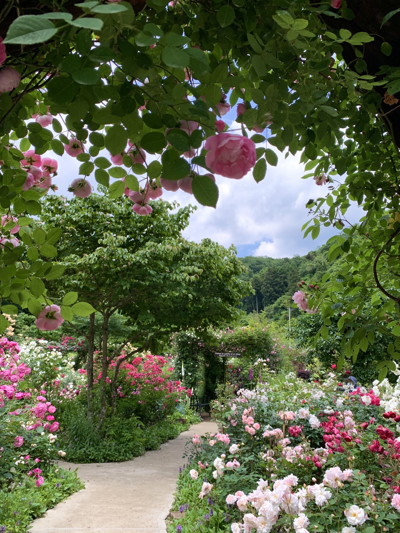 空月 ほら 小さな薔薇の森で ため息にも似た 深呼吸をして きみの 今日に 出かけてごらん ここに住む 可愛い薔薇の妖精たちが きっと きみの心を 守ってくれるよ そう ぼくたちと一緒に ね ふふ フレディ大好き Tlを花でいっぱいにしよう バラ 写真