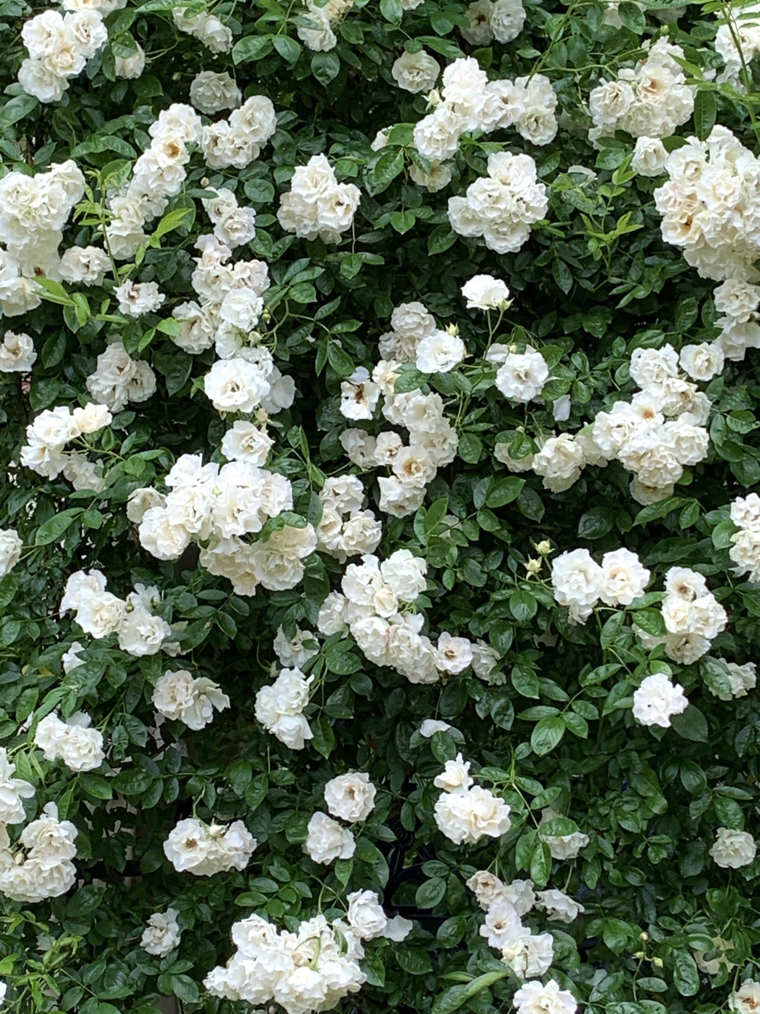 空月 ほら 小さな薔薇の森で ため息にも似た 深呼吸をして きみの 今日に 出かけてごらん ここに住む 可愛い薔薇の妖精たちが きっと きみの心を 守ってくれるよ そう ぼくたちと一緒に ね ふふ フレディ大好き Tlを花でいっぱいにしよう バラ 写真
