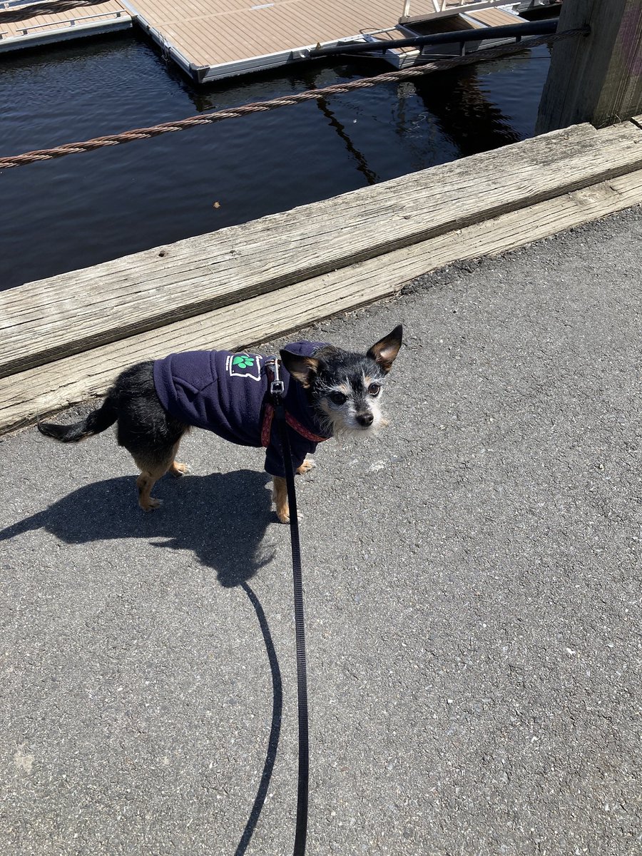 JuliaMBayly's tweet photo. @erikableiberg @BaltimoreBanner I love you are doing this! If you have time, here is my Chiclet. She’s a little rescue and my best friend! — Julia Bayly, Bangor Daily News. https://t.co/NoDF8kumSJ