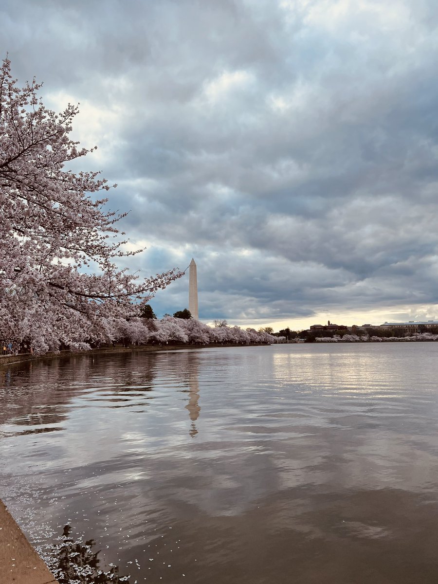 CherylDDesign's tweet photo. For my birthday this year, I got a chance to enjoy and capture some memories at the famed Cherry Blossom Festival. Of course it inspired a new #interiordesign concept palette! - Washington, D.C. | IG @ cherylddesign 🌸 https://t.co/2VmyHAlDJc