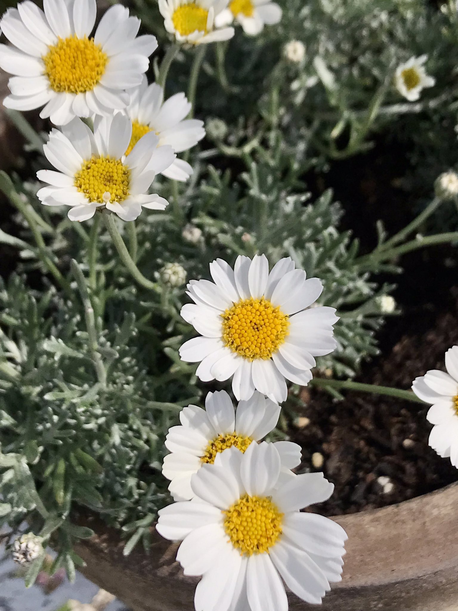 ローゼンセマム Twitter Search Twitter