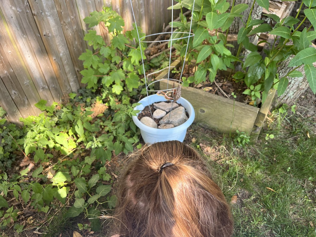 chrislb104's tweet image. Last October found the cocoon. Kept it safe and hoped today would happen. Cecropia Moth. Ty @JollesMary for the info. @RINaturalHist @ecoRInews @RhodeIslandDEM @NearbyWild #cecropiamoth #giantsilkmoth #rinature