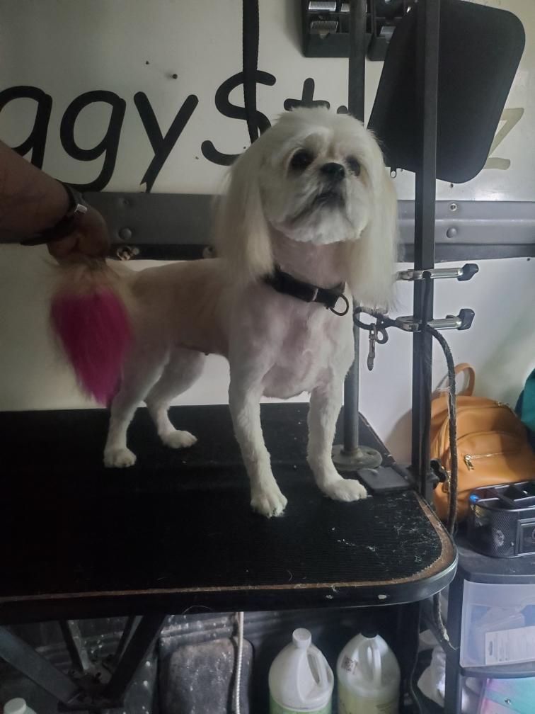 AndyD32's tweet photo. @AlkBattery She's a punk rock ewok now 🤘 https://t.co/imBjkL11rX