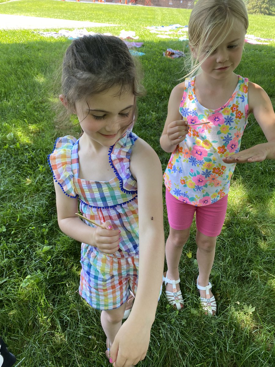 Ingber208's tweet photo. We learned so much about ladybugs and their life cycle. We watched our ladybugs change from larvae, to Puppa, and then finally ladybug. https://t.co/f72mOSxDsL