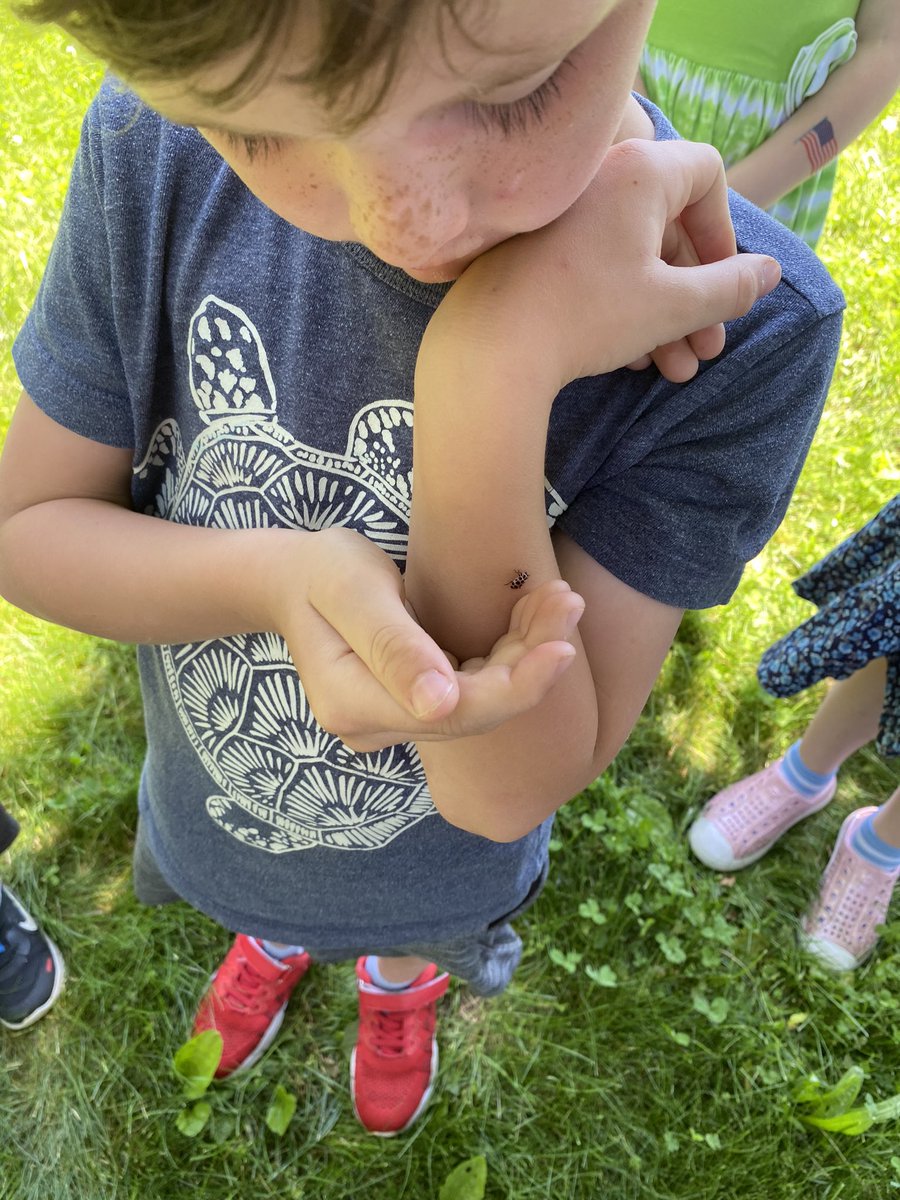 Ingber208's tweet photo. We learned so much about ladybugs and their life cycle. We watched our ladybugs change from larvae, to Puppa, and then finally ladybug. https://t.co/f72mOSxDsL