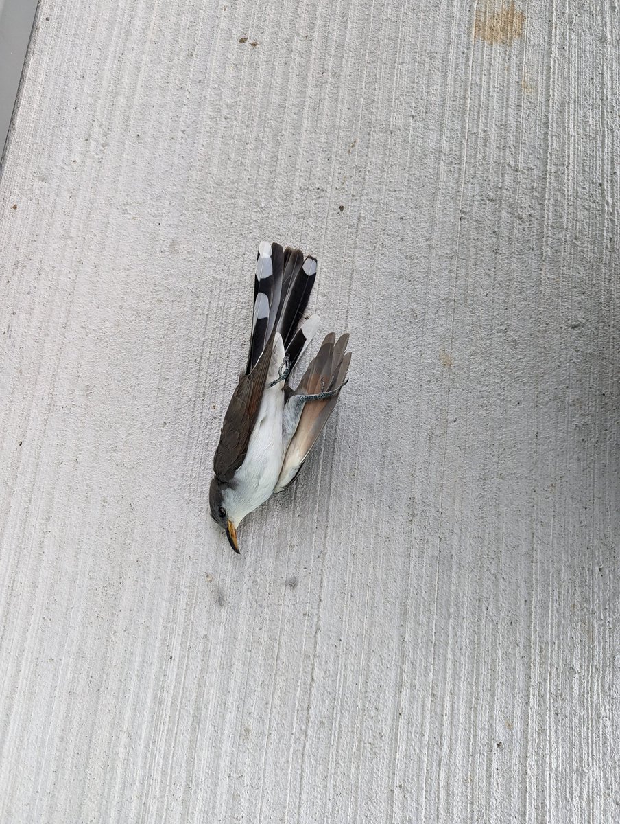 MelanieDenomme (@melanierdenomme) on Twitter photo Hey <a href="/BrockUniversity/">Brock University</a> a gorgeous, rare, and elusive yellow-billed cuckoo was killed by the windows at Cairns.
This is just one of the many migratory species I've found dead around campus.
Stickers need to be added to ALL windows - and not just random birds, but dot grids! Hey <a href="/BrockUniversity/">Brock University</a> a gorgeous, rare, and elusive yellow-billed cuckoo was killed by the windows at Cairns.
This is just one of the many migratory species I've found dead around campus.
Stickers need to be added to ALL windows - and not just random birds, but dot grids!