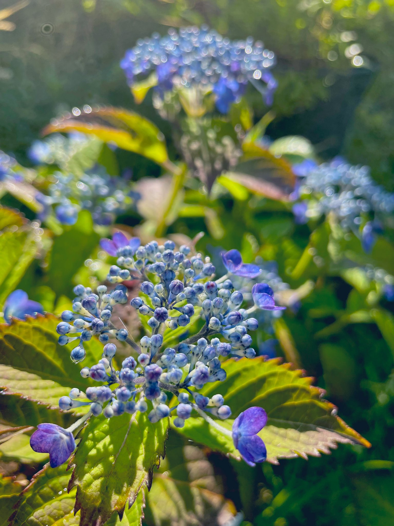Popiko 昨年 左のアジサイの花が終わってから剪定した小さな枝を挿木した右のアジサイ 今年は咲かないと思ってたら蕾つけてくれました T Co 5rdmurqpdp Twitter Popiko 昨年 左のアジサイの花が終わってから剪定した小さな枝を挿木した右のアジサイ 今年は咲かないと思ってたら蕾つけてくれました T Co 5rdmurqpdp Twitter