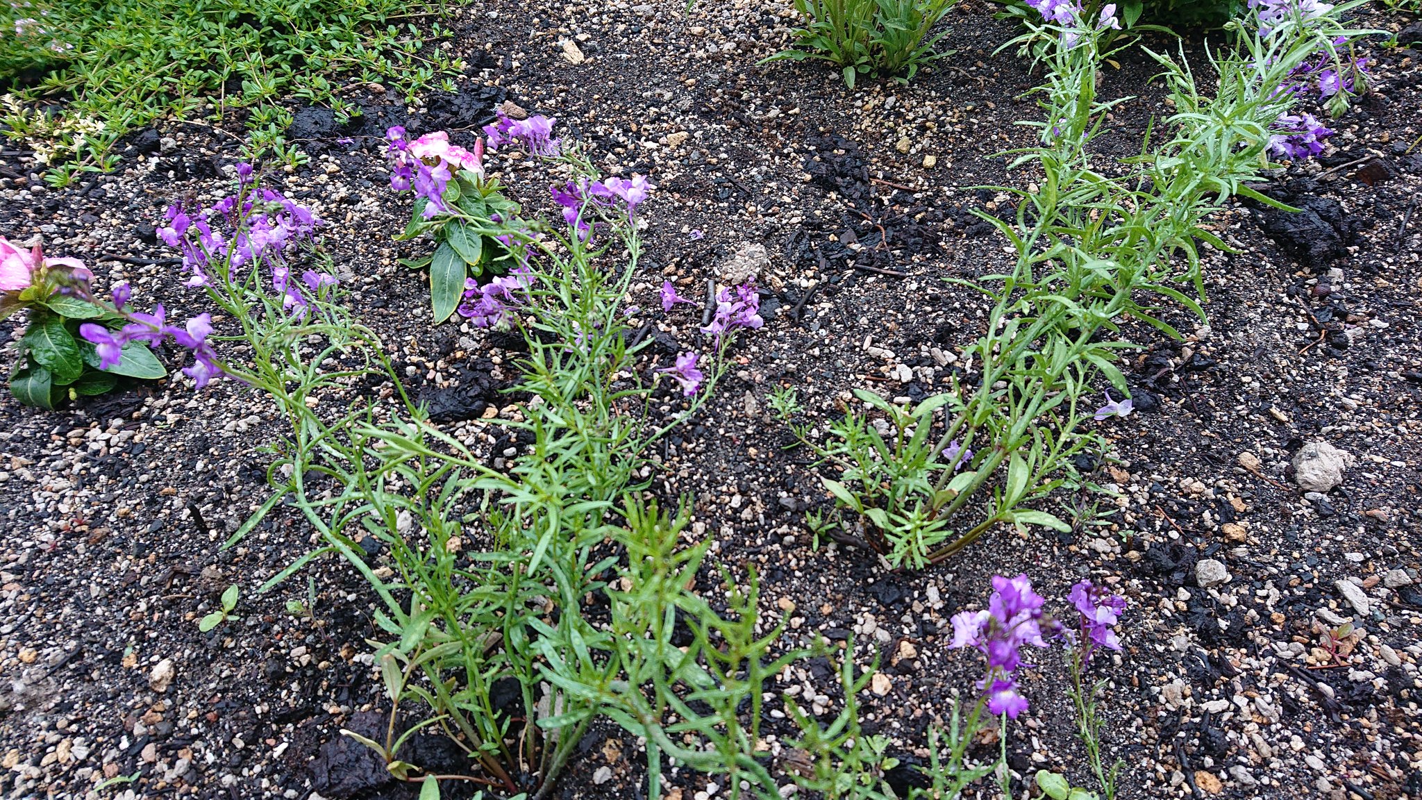 ウィウィ 蝦夷梅雨なのか ぐずついた天気が続きます 連日の雨風で南側花壇のリナリアが倒れてしまっています リナリアが終わって 寂しくならないように蒔いたミニひまわりが芽を出し始めました ガーデニング 花壇 リナリア ミニひまわり ウィウィ 蝦夷梅雨なのか ぐずついた天気が続きます 連日の雨風で南側花壇のリナリアが倒れてしまっています リナリアが終わって 寂しくならないように蒔いたミニひまわりが芽を出し始めました ガーデニング 花壇 リナリア ミニひまわり