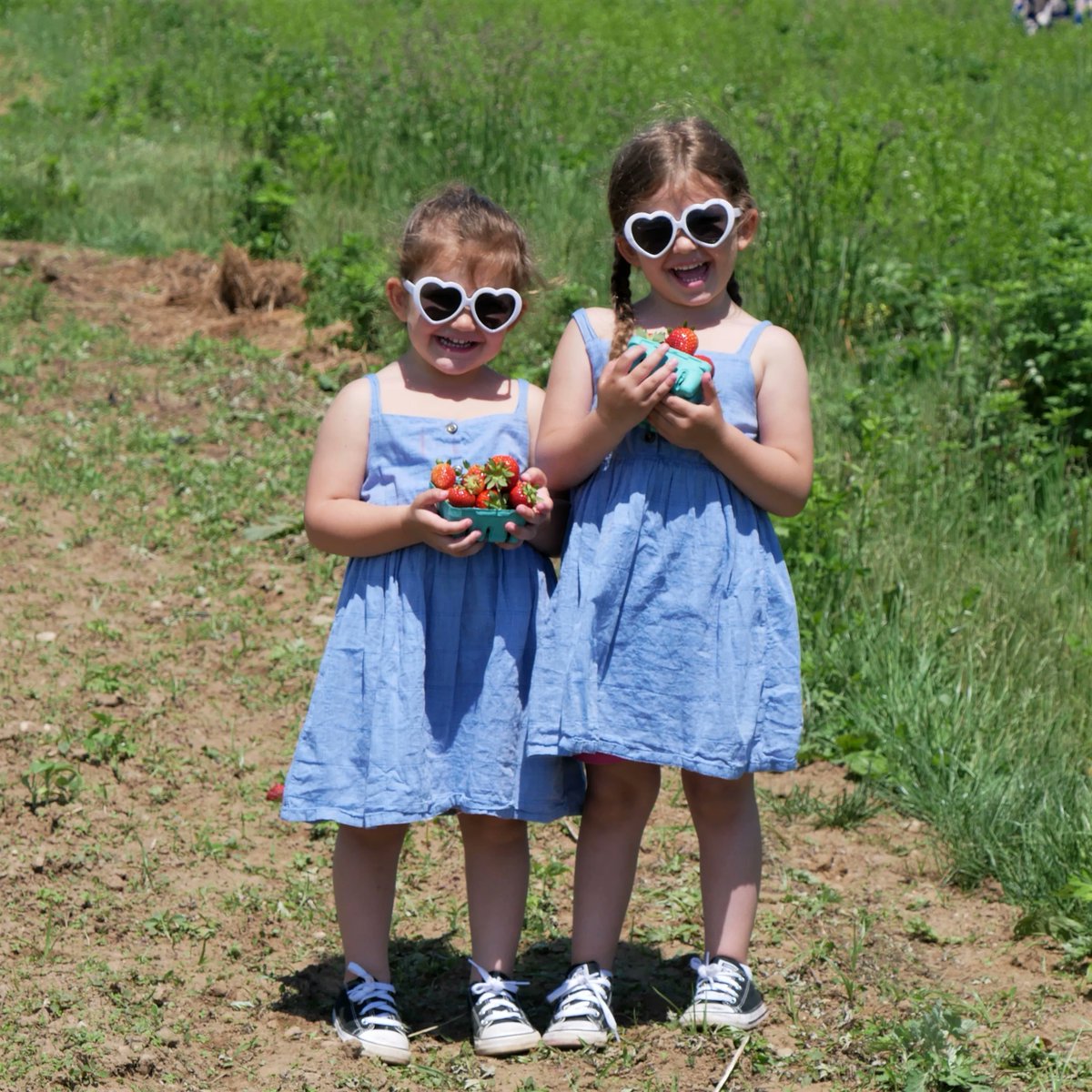 GardenOfEveFarm's tweet photo. I love my strawberries fresh from Garden of Eve farm🍓🍓🍓
U-Pick open Daily from 9am-6pm , link to tickets below 👇
https://t.co/2Dlw45Qm1E
#Strawberries #strawberry #upick #fruits #lifarms #Suffolk #northfork #riverhead #kids #outdoors https://t.co/gMoGyy88c3