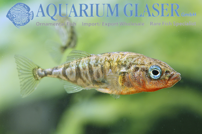 aquariumglaser's tweet photo. #Gasterosteus #aculeatus
find more details and pics @ https://t.co/kgExUnuDLM https://t.co/C5A1aCwN0T