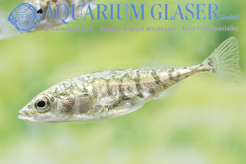 aquariumglaser's tweet photo. #Gasterosteus #aculeatus
find more details and pics @ https://t.co/kgExUnuDLM https://t.co/C5A1aCwN0T
