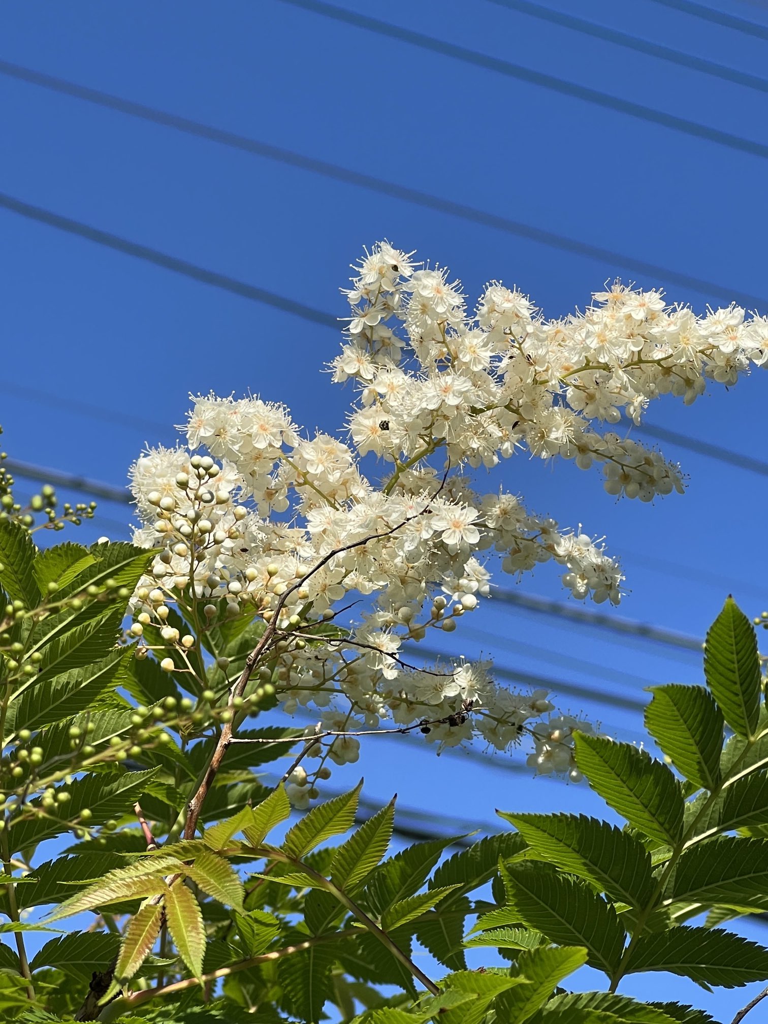 石津ちひろ 今朝の散歩 ニワナナカマド 庭七竈 の花が 青空にくっきりと 花言葉 慎重 賢明 あなたを見守る 植物 ニワナナカマド T Co Wz8elozouh Twitter