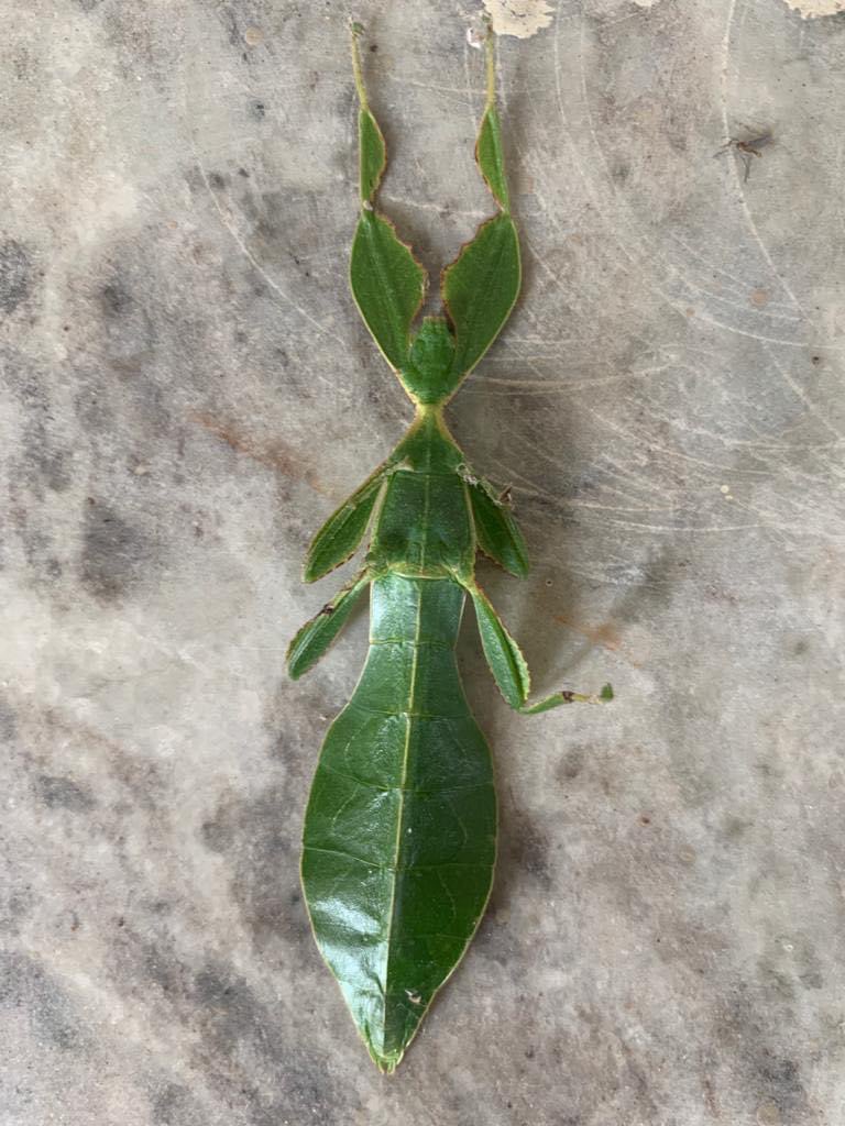 ParveenKaswan's tweet photo. Camouflage level. Infinity. A leaf insect. https://t.co/sCgOdSdodO