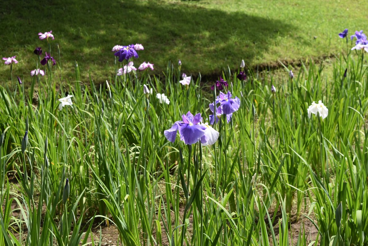 青空の下 ハナショウブの紫 青 白の花色が緑に映えています 朝のうちは花がら摘みの作業をご覧いただけることもございます 本日の開花状況は５割です 小石川後楽園 花菖蒲を楽しむ 花菖蒲 ハナショウブ 文京区 文京区 文京区民ニュース