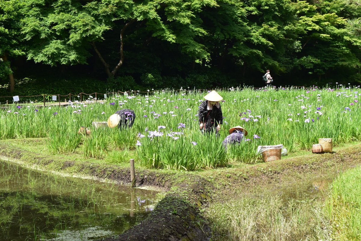 青空の下 ハナショウブの紫 青 白の花色が緑に映えています 朝のうちは花がら摘みの作業をご覧いただけることもございます 本日の開花状況は5割です 小石川後楽園 花菖蒲を楽しむ 花菖蒲 ハナショウブ 文京区 文京区 文京区民ニュース 青空の下 ハナショウブの紫 青 白の花色が緑に映えています 朝のうちは花がら摘みの作業をご覧いただけることもございます 本日の開花状況は5割です 小石川後楽園 花菖蒲を楽しむ 花菖蒲 ハナショウブ 文京区 文京区 文京区民ニュース