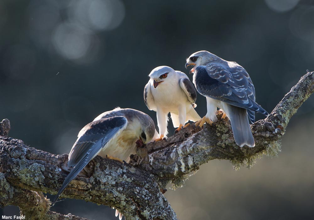 Trois ornithologues ont répondu à nos questions sur les dernières estimations des populations d’oiseaux nicheurs de France➡️Cliquez sur ce lien pour en savoir plus : ornithomedia.com/magazine/inter… #oiseaux #birds <a href="/Le_Museum/">Muséum national d'Histoire naturelle</a> <a href="/LPOFrance/">LPO France</a> <a href="/OFBiodiversite/">Office français de la biodiversité</a> <a href="/CNRS/">CNRS 🌍</a>
